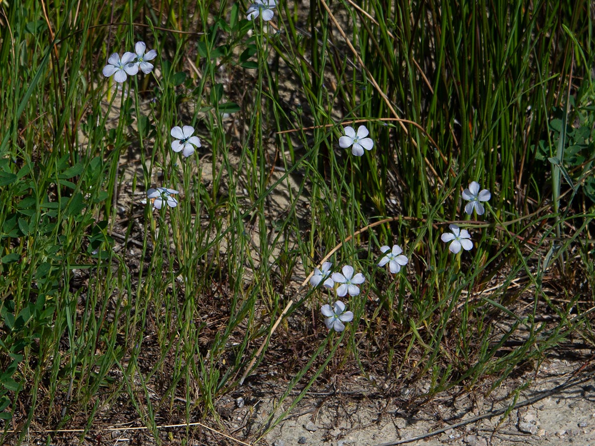 vegetative Triebe